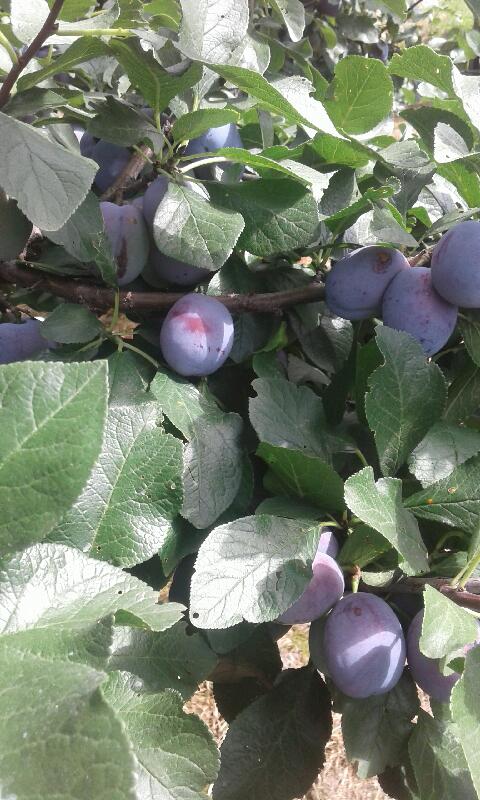 for sale lepotica plums torn directly to order, nice, tarnished with a larger quantity, the possibility of delivery