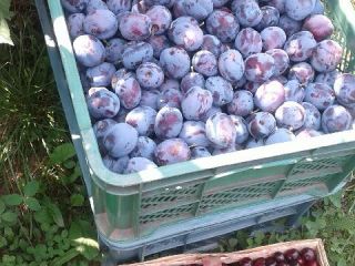 I WILL SELL LEPOTIKA PLUMS directly from the orchard