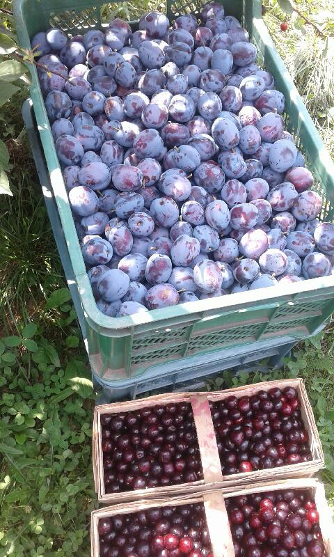 I WILL SELL LEPOTIKA PLUMS directly from the orchard from the producer, nice with coating, torn by hand on the customer's request