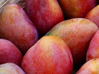 mango (wszystkie rodzaje dostępne na eksport), aby uzyskać więcej