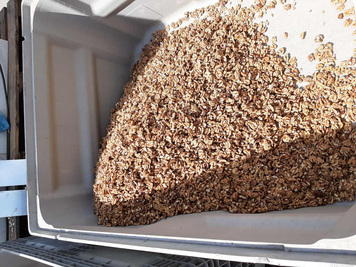 Hello, I am selling a freshly shelled walnut, 100% from Poland