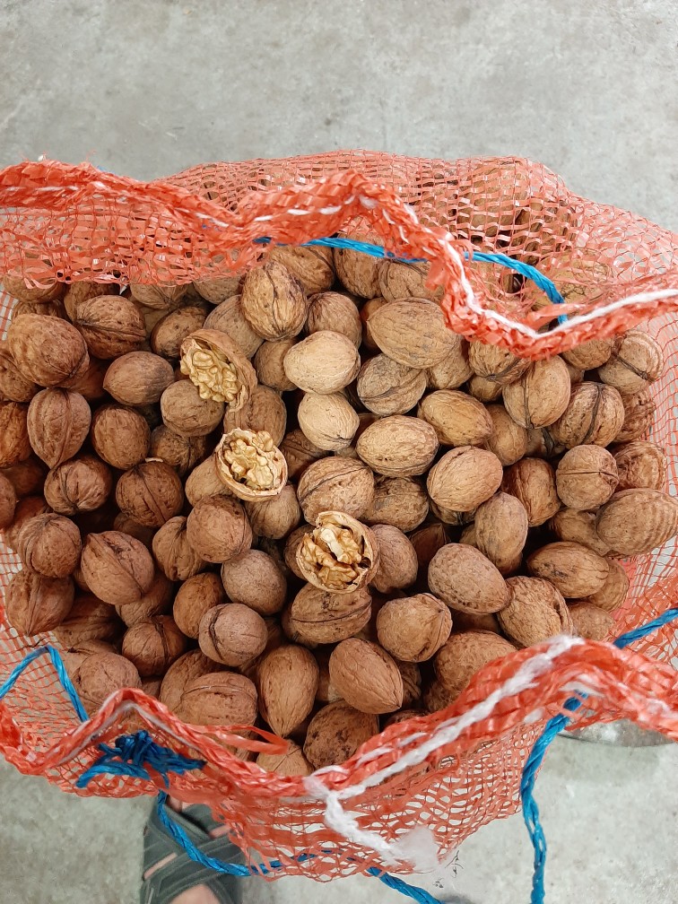 Hello, I am selling a walnut in a shell