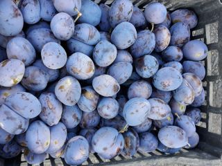 I am selling plum plums for jam plot, no.