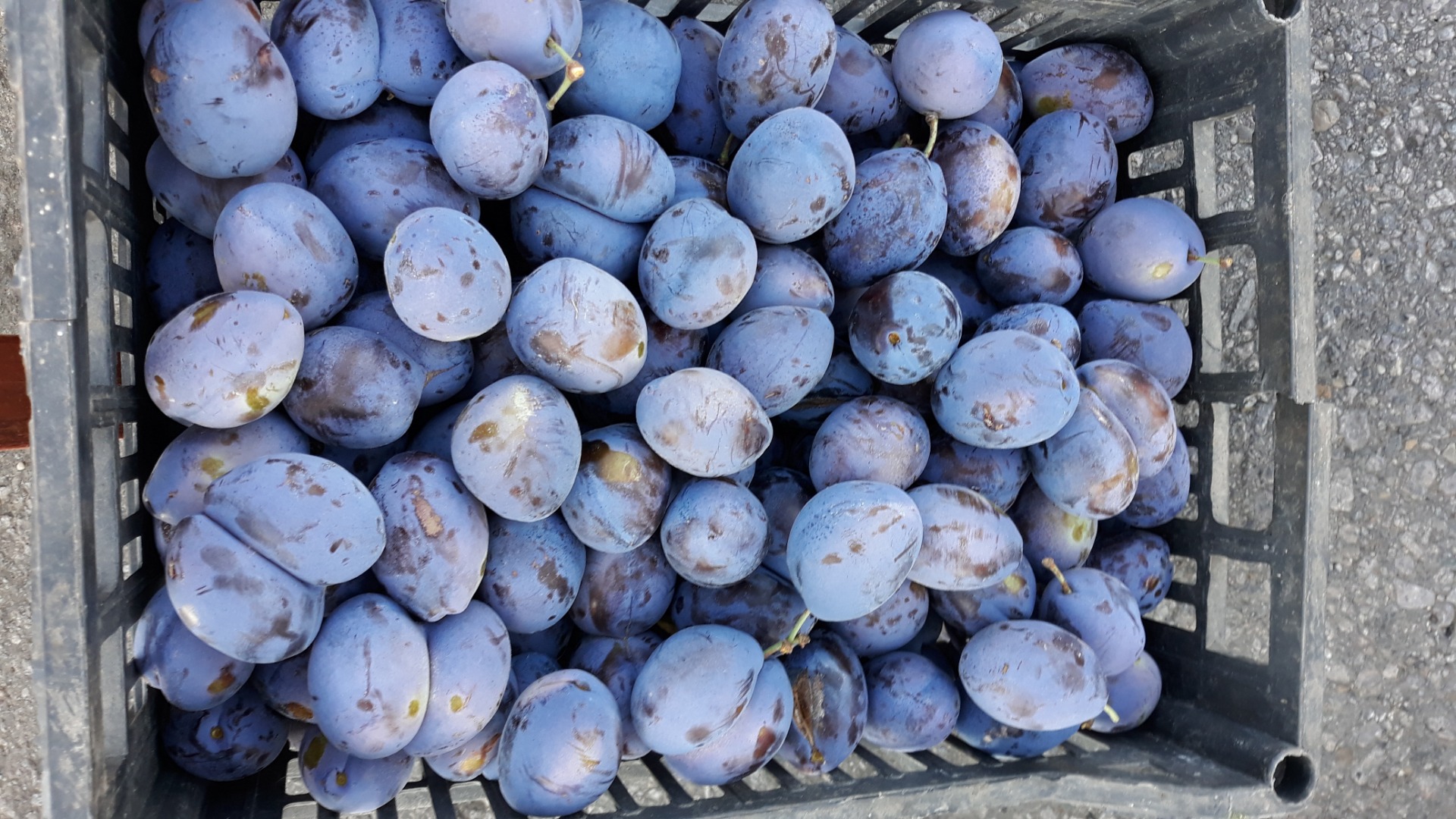 I am selling plum plums for jam plot, no