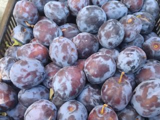 I will sell Lepotica plum - amount of about