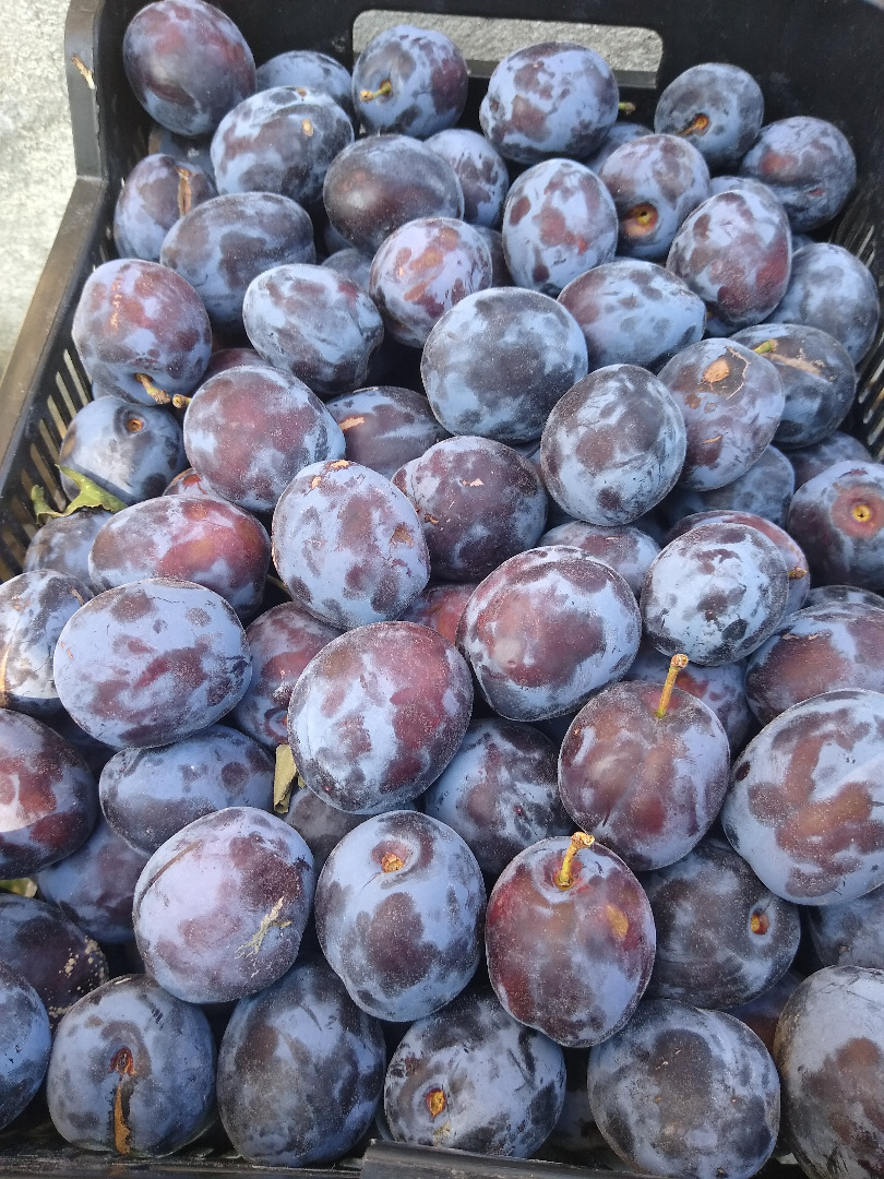 I will sell Lepotica plum - amount of about 1 ton