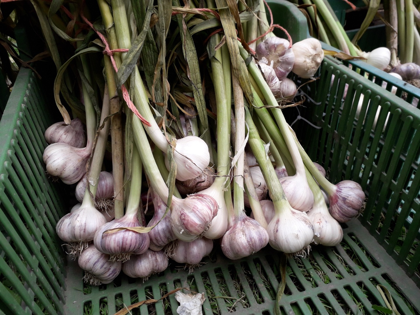 I will sell Polish winter garlic without chemicals