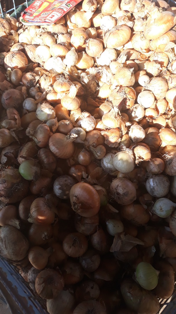 I will sell a large onion from my own garden, about 1 t