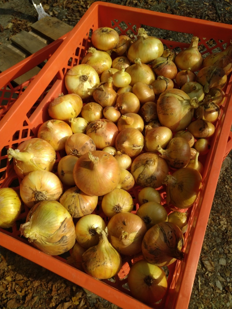 STUTTGARTER RIESEN onions, mixed calibration, many large onions over 60mm