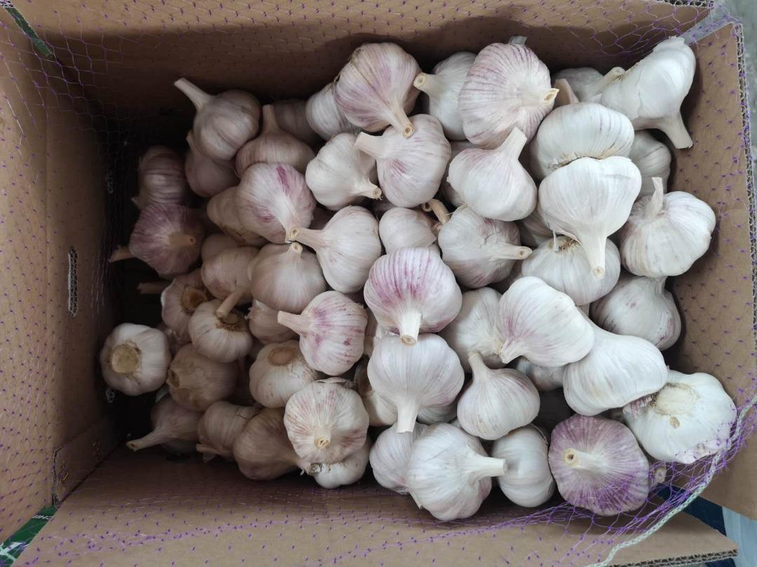 Our company exports the highest quality Chinese garlic to EU countries