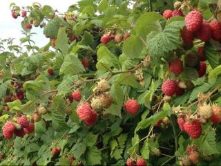 Organic raspberries