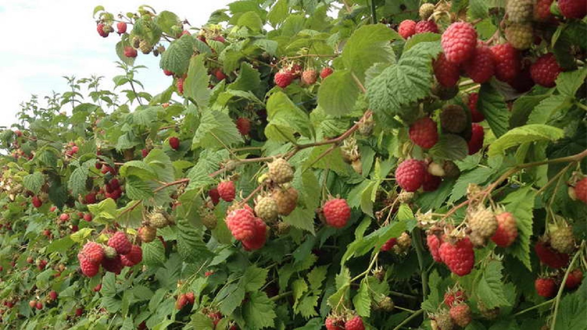 Organic raspberries