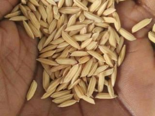 WE SELL RICE, BEANS, MAIZE, MILLETS, GUINEA CORN, SESAME