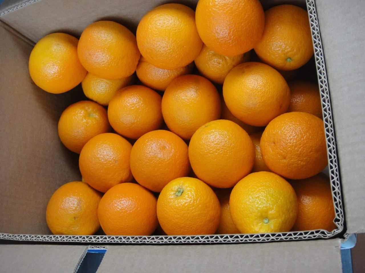 We offer for export citrus such as oranges, clementines, grapefruits, lemon and lime