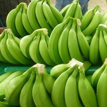 Product Type: Fresh green cavendish banana Original place: Cameroon, West africa Color: Green Size: 15-22cm Standard: Viet G.A.P, Global G.A.P Taste: Sweet