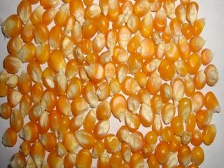 Yellow Corn & White Corn/Maize for Human & Animal