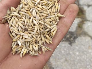 Harvest 2020