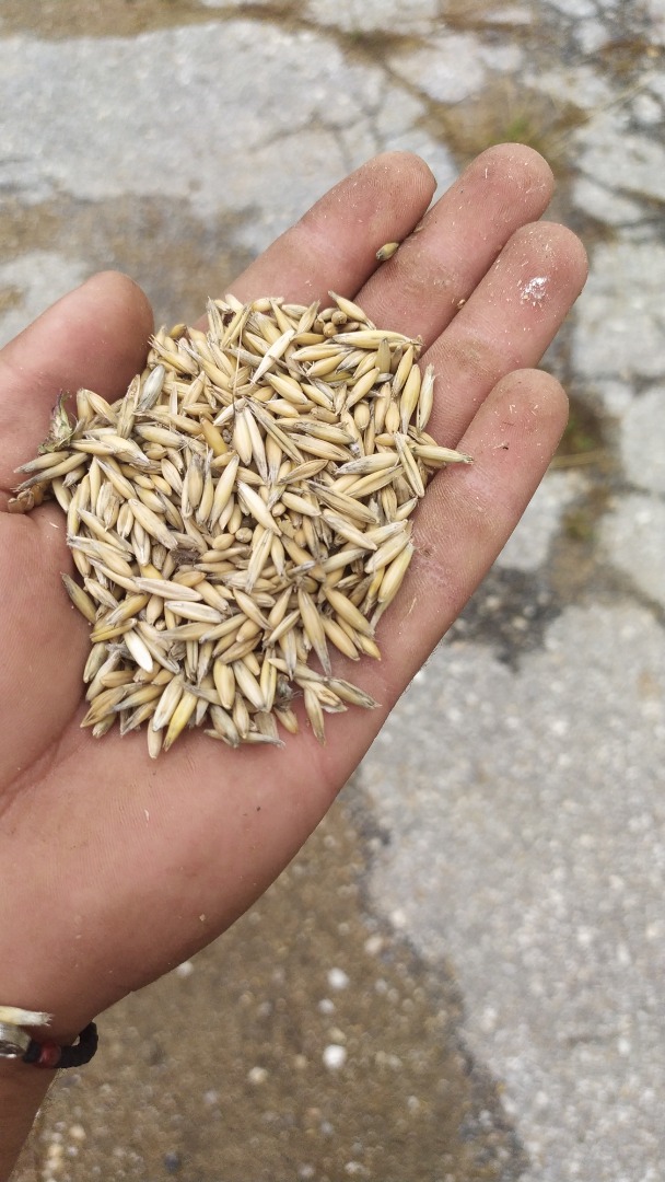 Harvest 2020