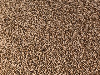 hello I have a good quality pea for sale.