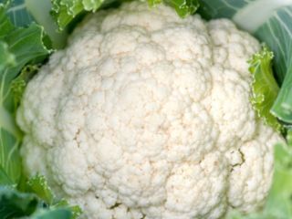 The concept of white cauliflower F1 approx. 5000 cl