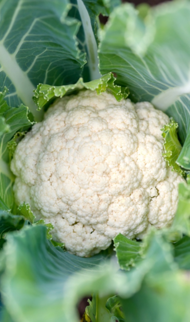 The concept of white cauliflower F1 approx