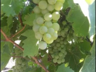 I sell fresh grapes of my own production, live