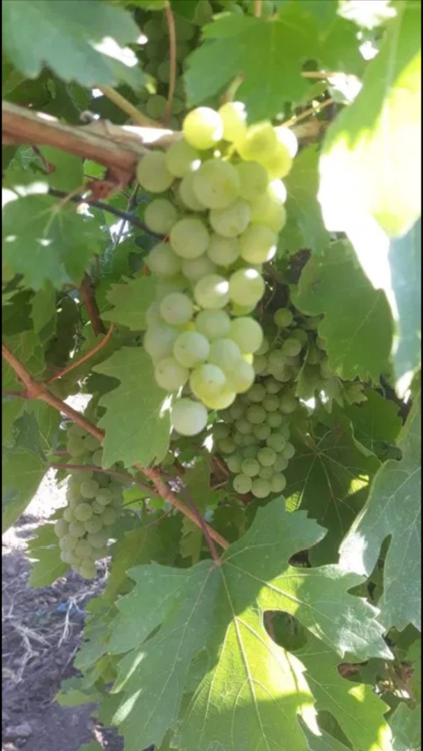 I sell fresh grapes of my own production, live recas - white and pink, noble and aromatic varieties
