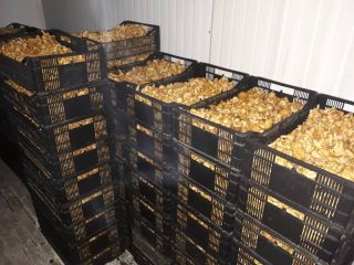 I buy wild mushrooms Fresh or dried. Personal Transport.
