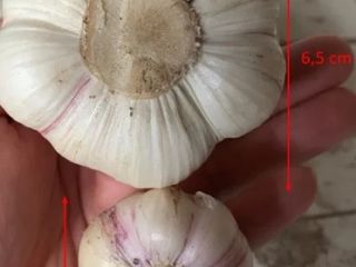 Hello, I am selling a HEALTHY garlic that has