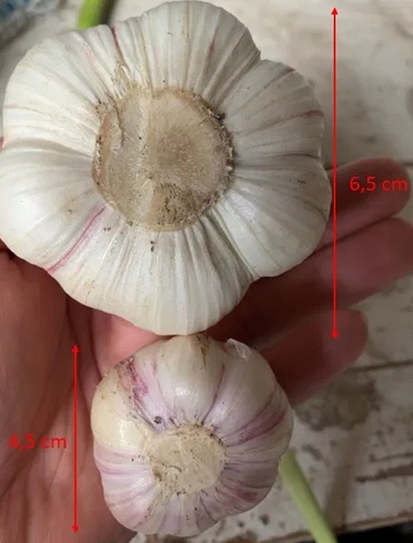 Hello, I am selling a HEALTHY garlic that has passed TESTS for pesticide residues and heavy metals