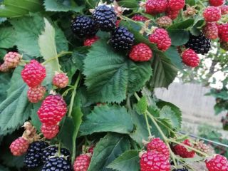We can offer an amount of about 500/600 kg