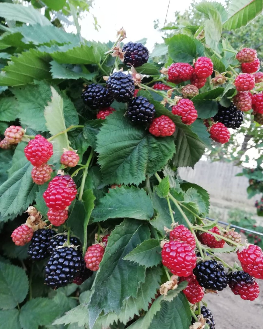 We can offer an amount of about 500/600 kg of blackberries per week for 3/4 weeks
