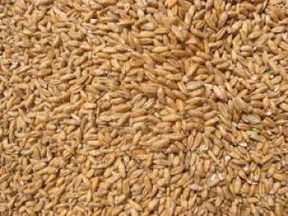 wheat bakery