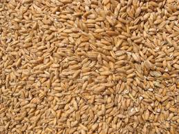 wheat bakery