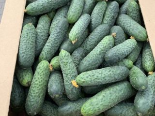 I will sell fresh, uncalibrated cucumbers 8-15 from Belarus.