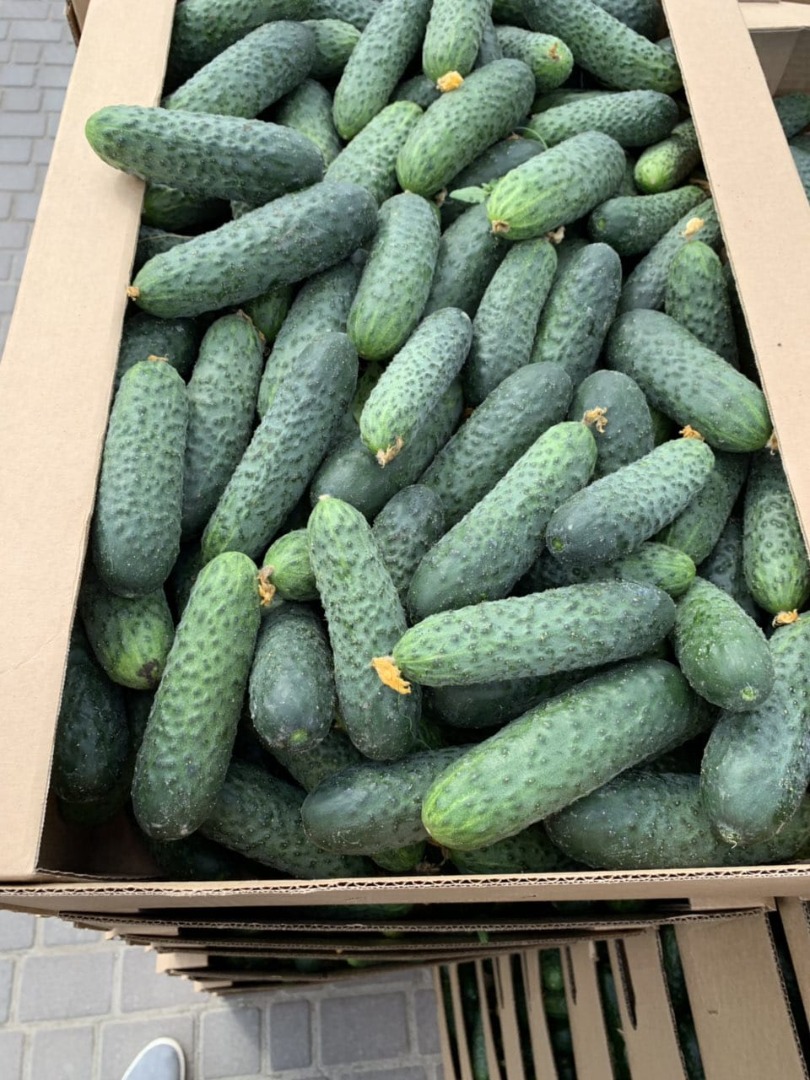 I will sell fresh, uncalibrated cucumbers 8-15 from Belarus