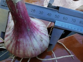 Harnaś garlic from this year's harvest for sale. Dirty