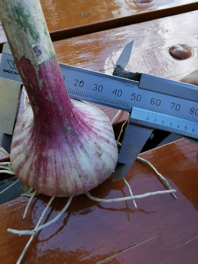 Harnaś garlic from this year's harvest for sale