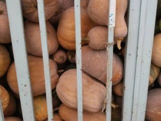 fresh pumpkin in high tonnage FOB delivery