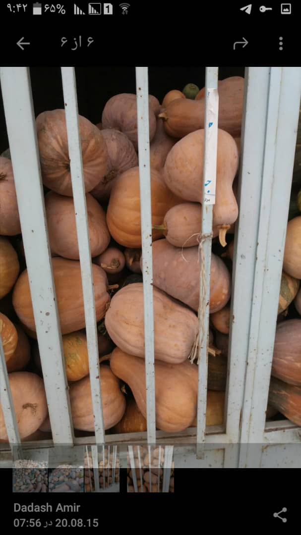 fresh pumpkin in high tonnage FOB delivery