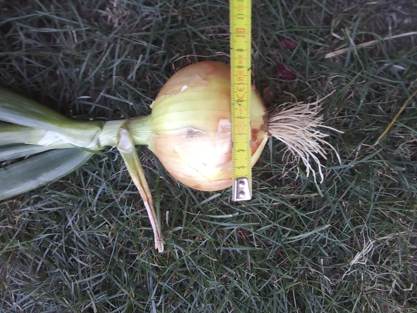 I will sell onions for peeling, caliber 5-8