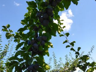 BIO Lepotika plum. I have up-to-date research on sorr