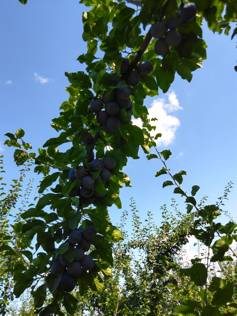 BIO Lepotika plum