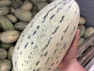 I will sell melons from Uzbekistan. The minimum order