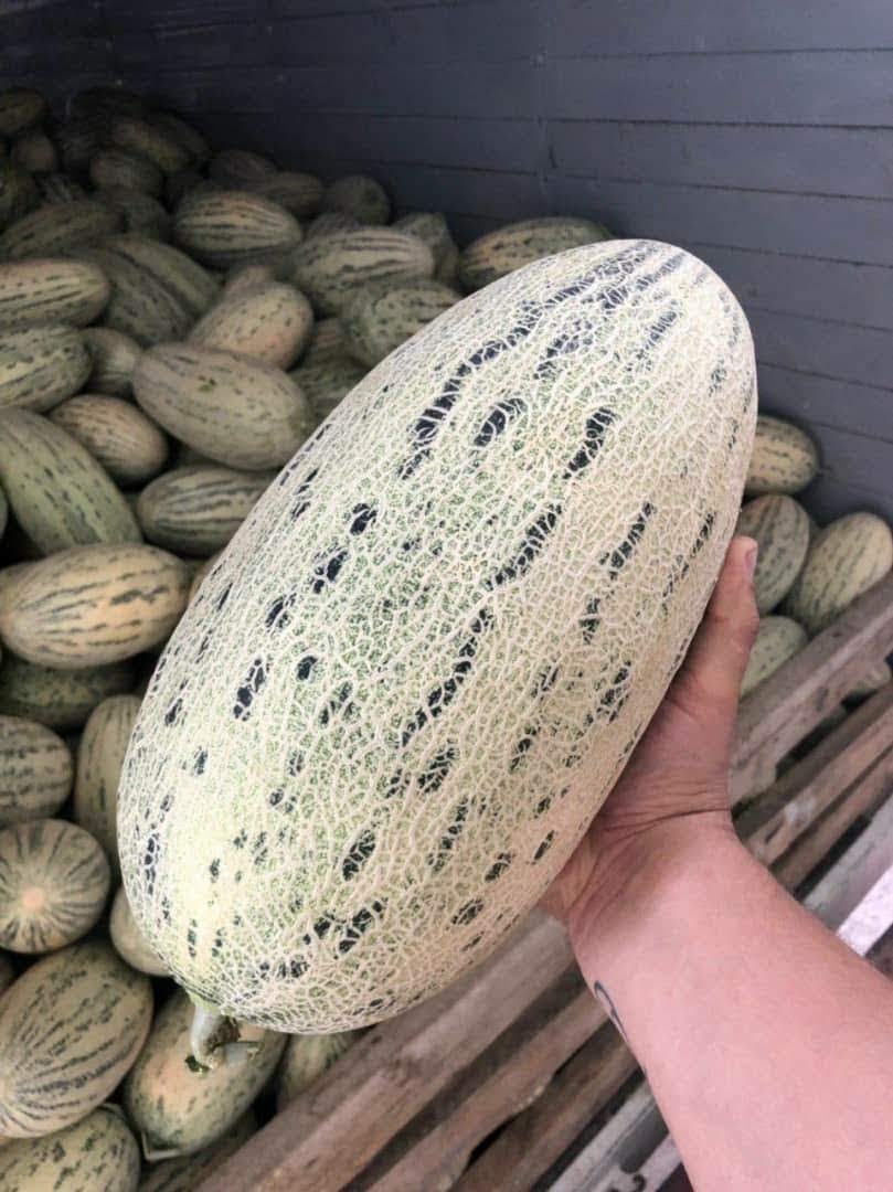 I will sell melons from Uzbekistan
