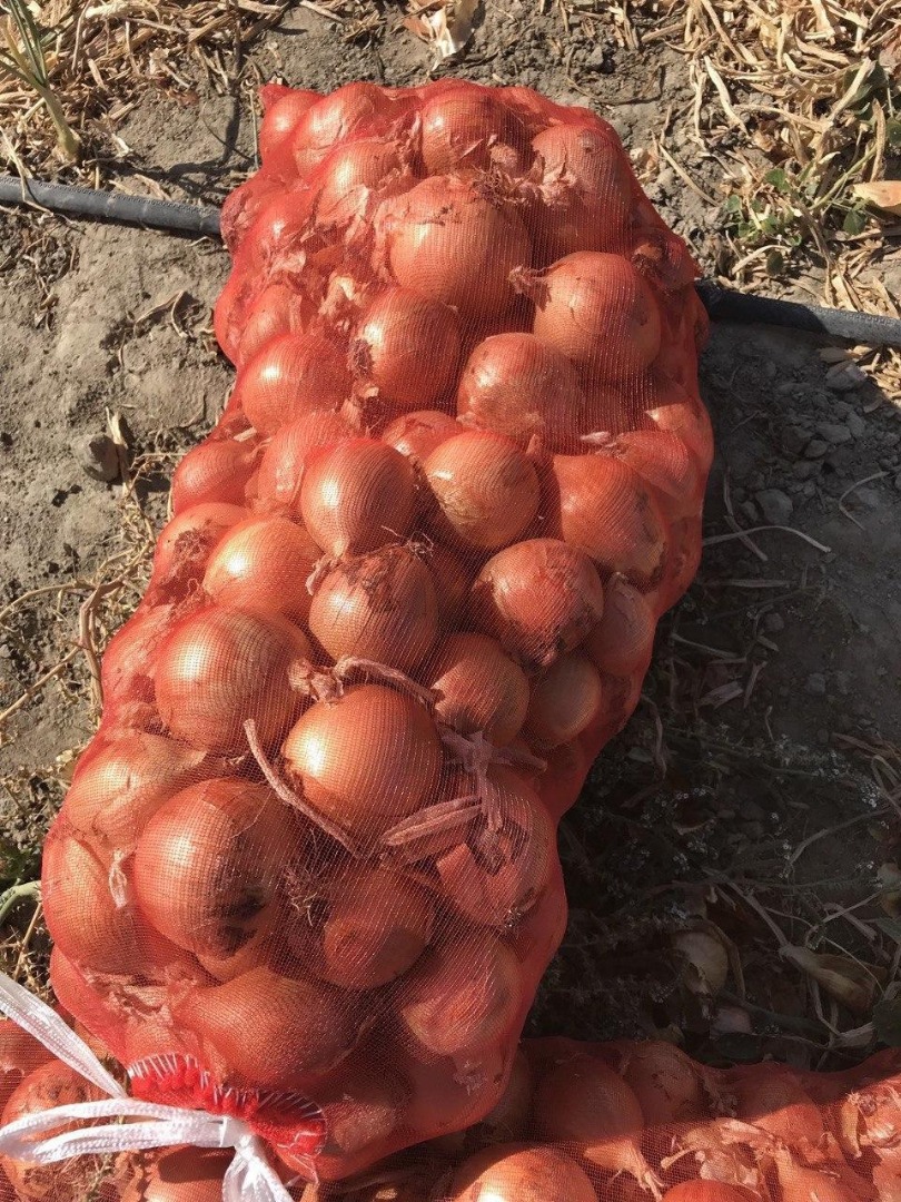 Onion from Uzbekistan