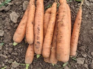 Pret: negociabil in functie de cantitatea dorita. Producator local