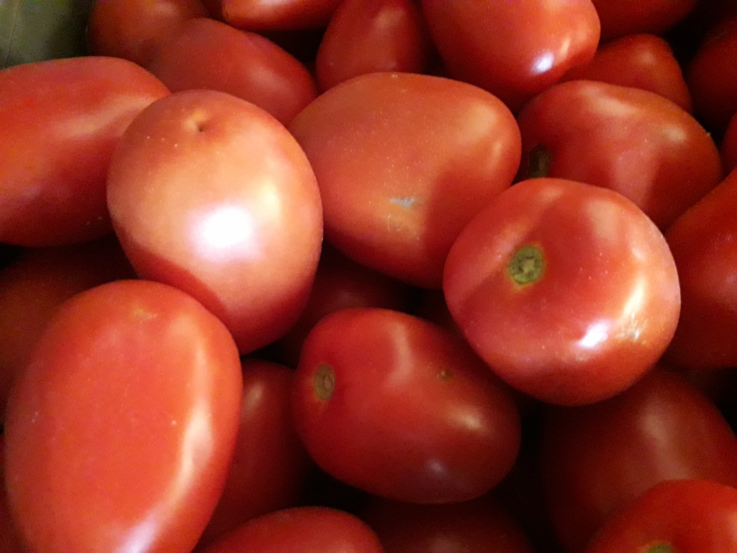 I will sell LIMA field tomatoes, large, tasty, the best for purees and sauces