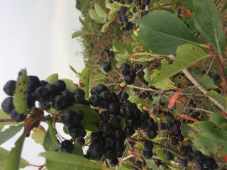 Hello. I have aronia for sale. For more information,