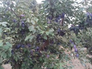 Wholesale stanley plums for sale